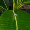 Flower Ring