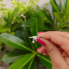 Heart Ring