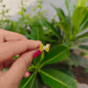 BUTTERFLY RING